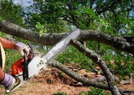 Gardena, CA Tree Care  Company