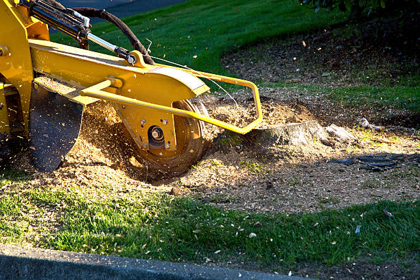 Best Tree Removal  in Gardena, CA